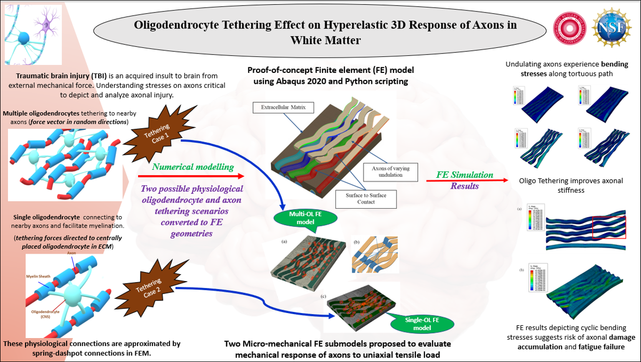 Oligodendrocyte Tethering models for studying 3D response of axons in brain white matter HD1